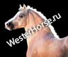 Фотография WesternHorse